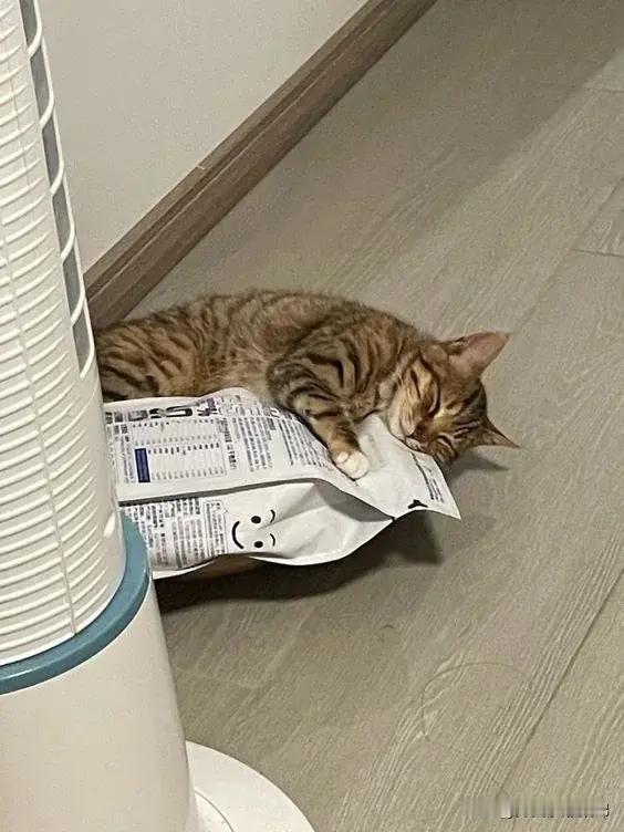 [doge]：俺还不想起床，离不开俺的猫粮男友～