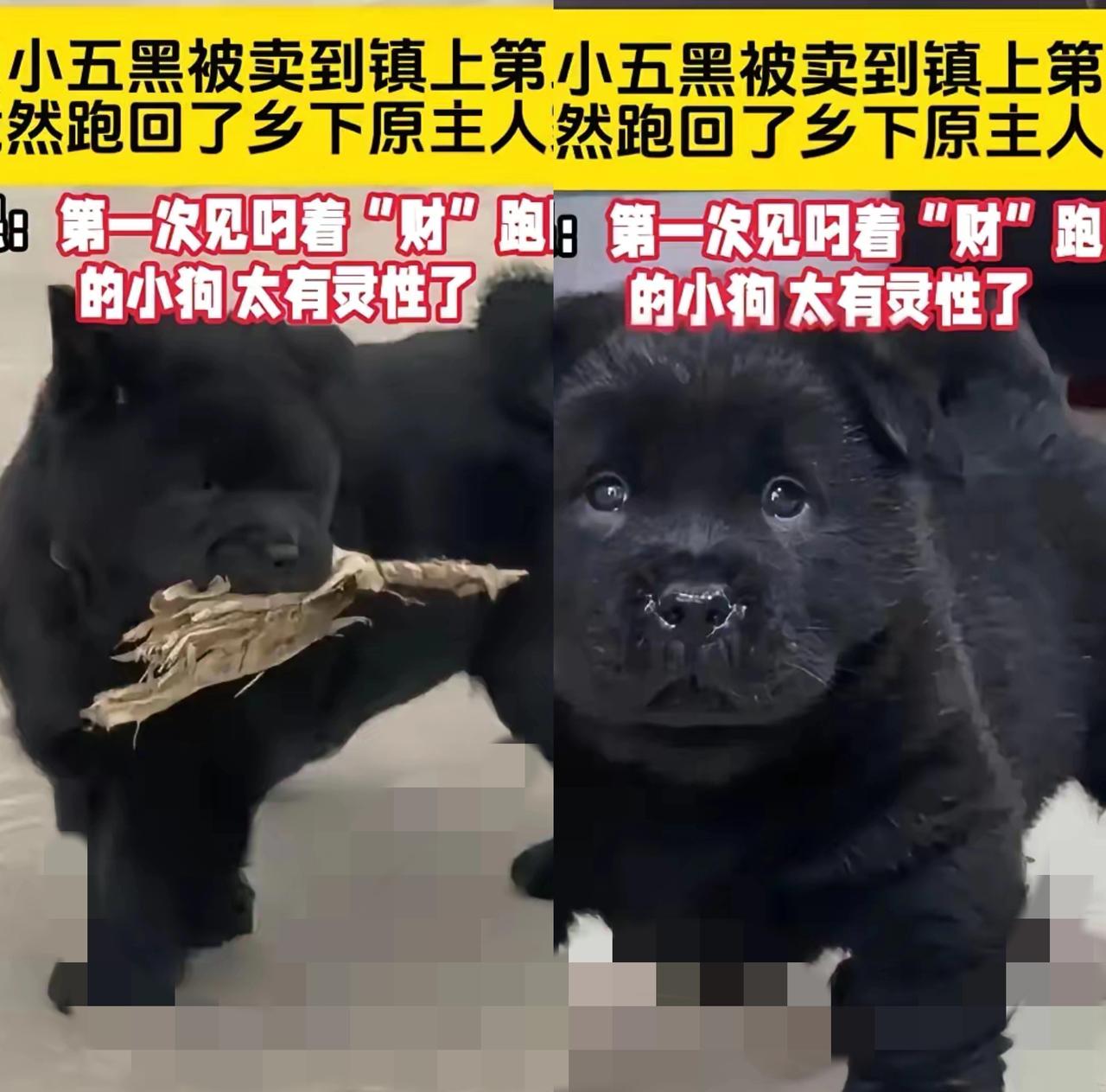 湖南小黑狗的“反向赎身”看哭全网！被卖掉后叼着木柴连夜奔回家，这才