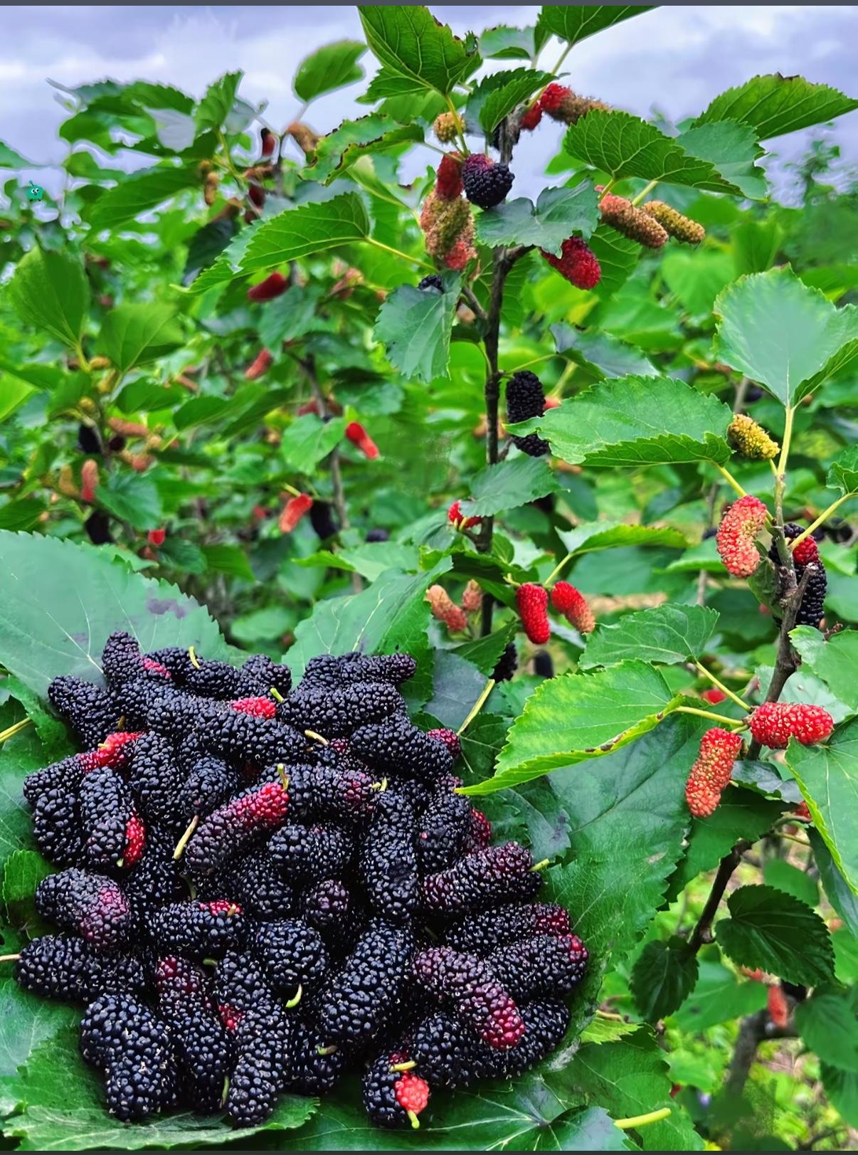 今天来讲一讲“花青素”含量高的食物：1、黑枸杞，花青素含量3900mg/100