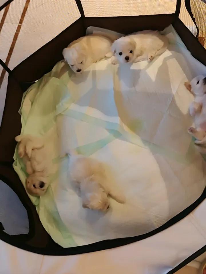 这五个小狗，我已经伺候一个来月了。知道他们有点贵。但是，从来没问过雇主多少钱。感