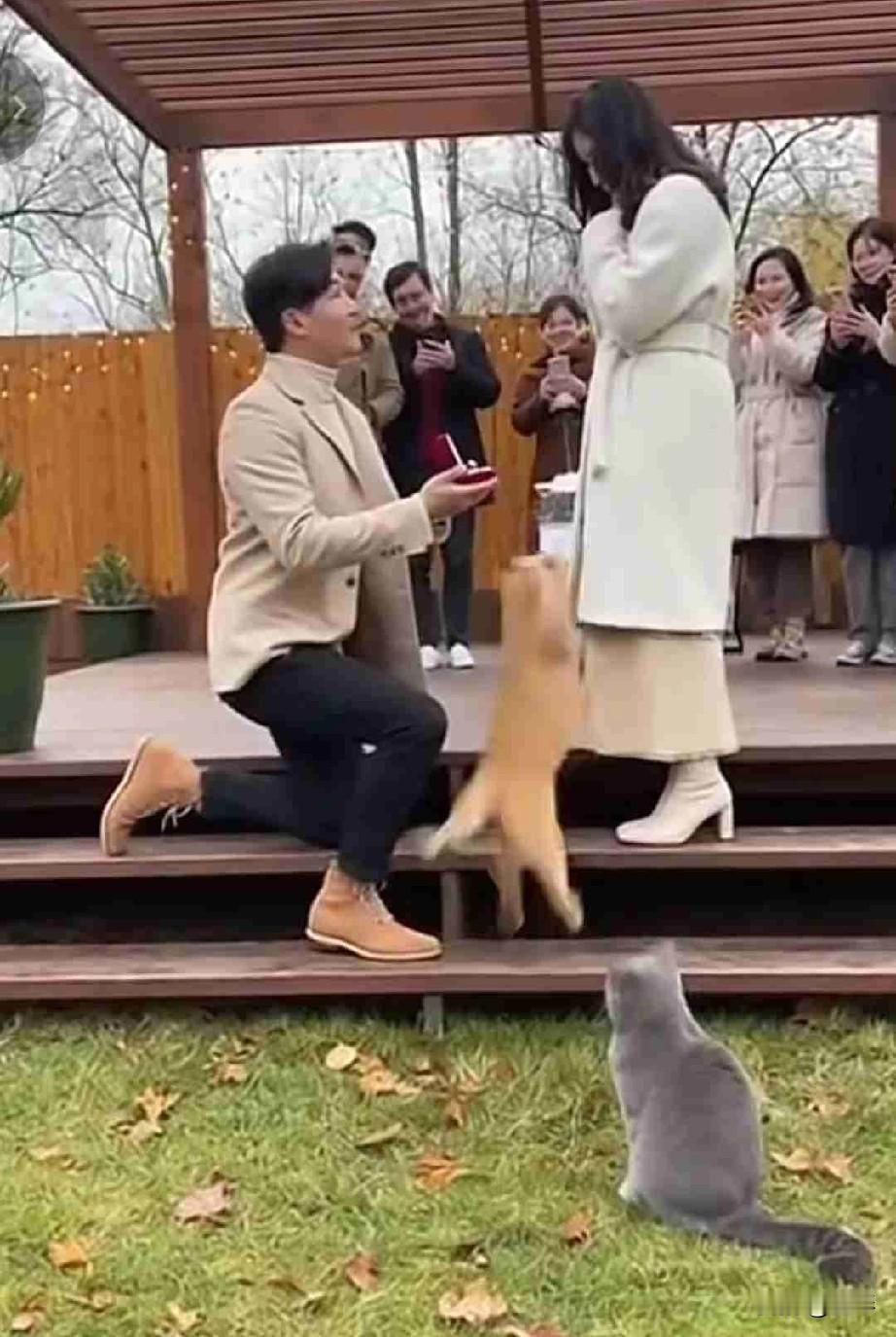 你见过求婚被猫截胡的吗？[呲牙笑]谁能想到，求婚现场的“第三者”是两只猫啊