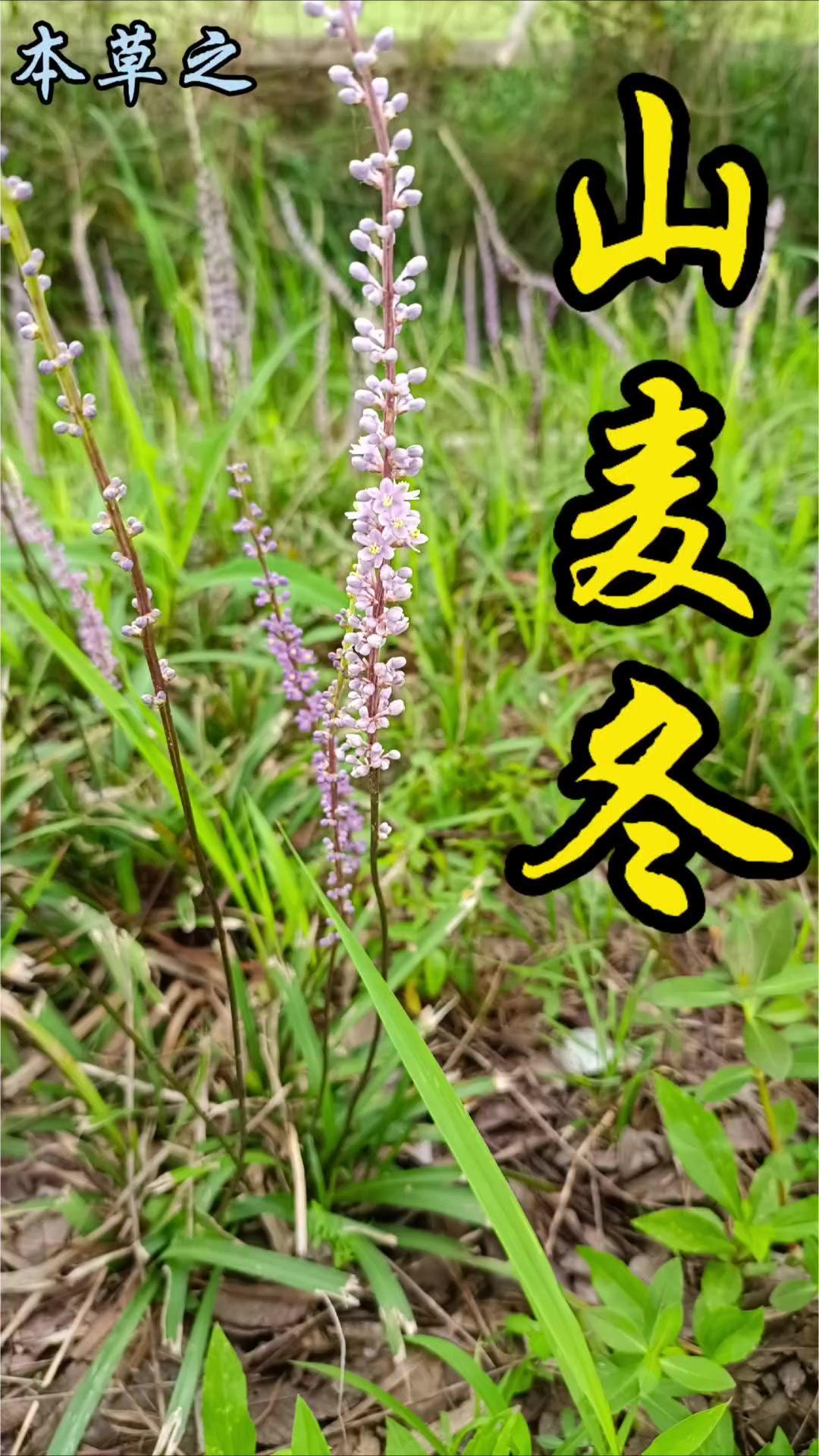 🌿南方常见的山麦冬有多神奇？1️⃣植物特征：花葶从叶中央伸出，顶端小花次第开放