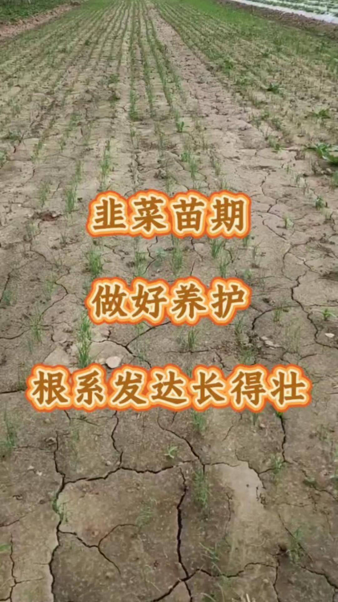 1️⃣关键时期：韭菜出苗10天左右是苗期管理的黄金期，此时抵抗力弱，易受土壤环境