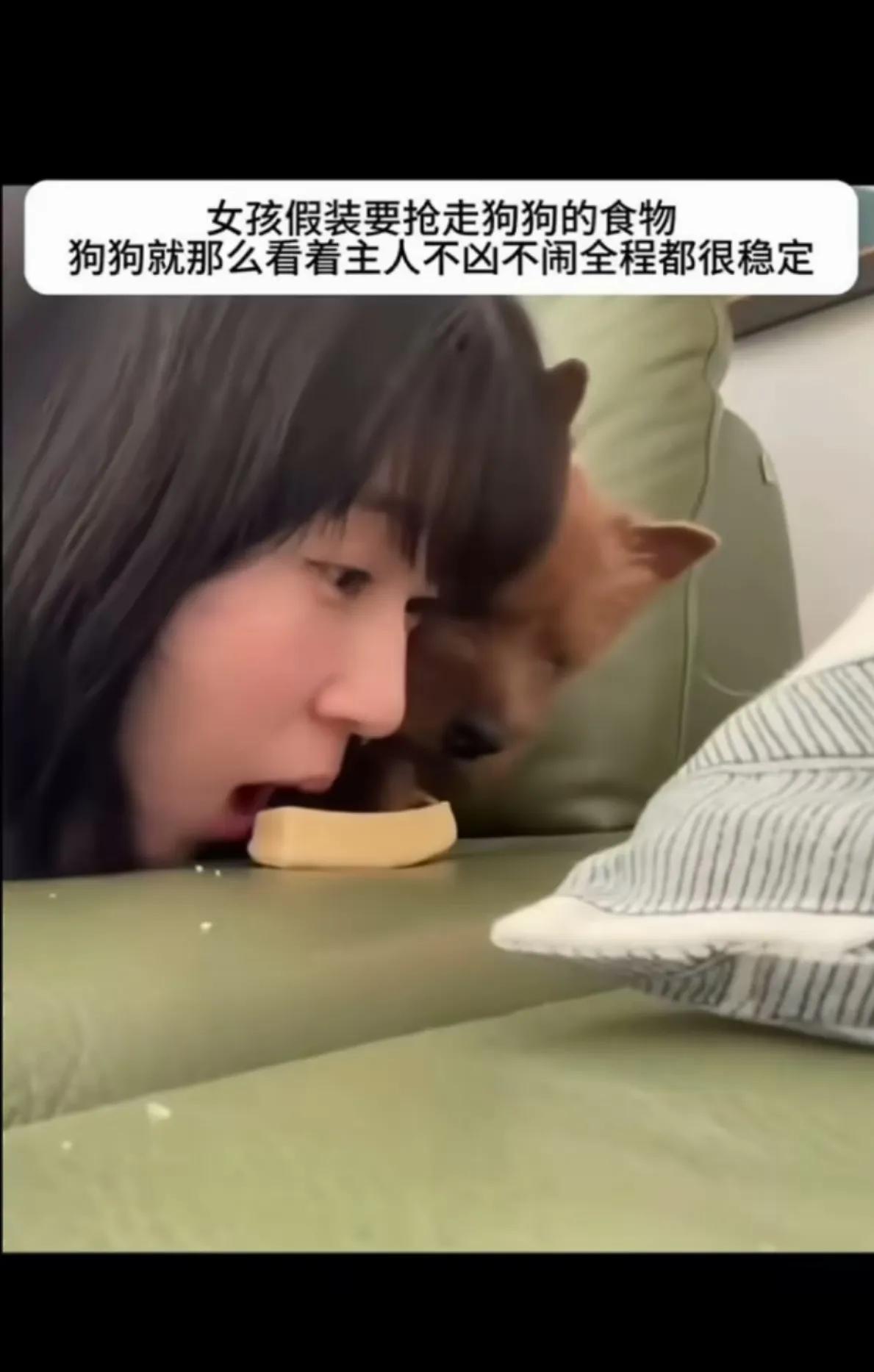 主人，你忍心抢你就抢吧这个棕色小卷毛狗狗有一个非常非常爱它的主人，它的主人是