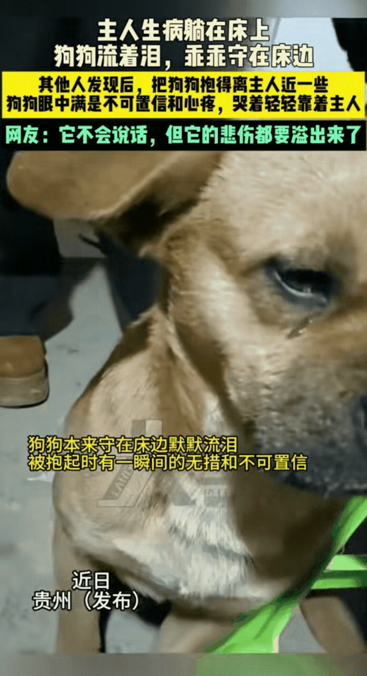 泪目了！一位大哥养了一只狗狗，一直对它照顾有加，非常疼爱，狗狗也非常依赖他，可最