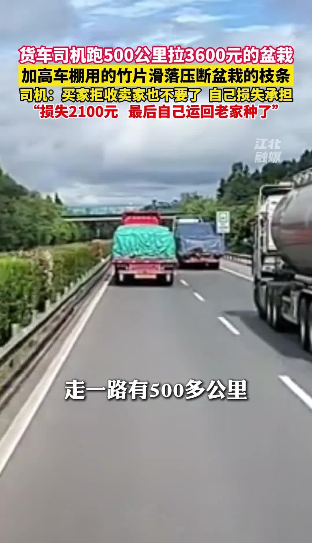 司机跑500公里送盆栽压断树枝遭拒收，卖家称盆栽高2.6米实际2.9