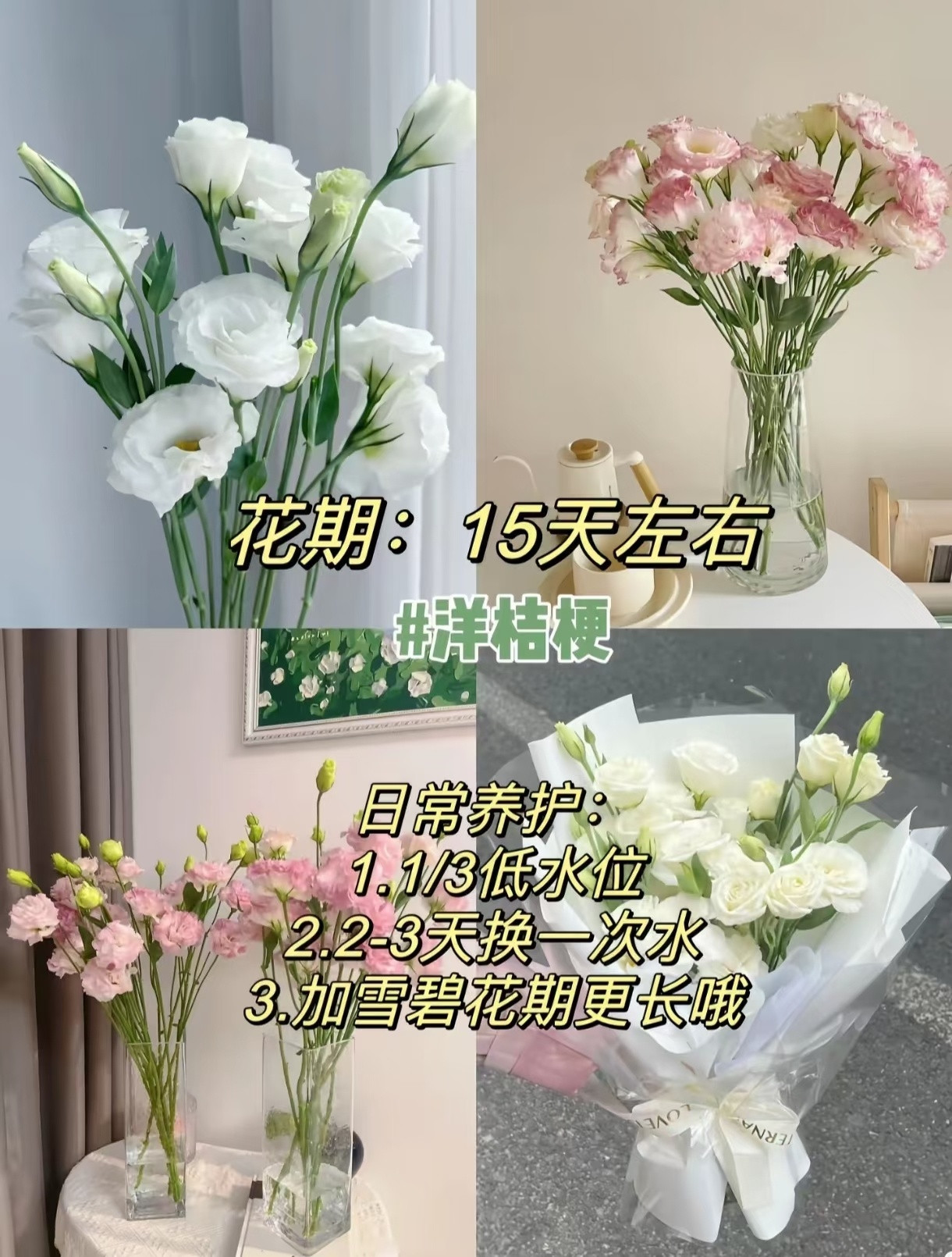 懒人养花必入！超好养的神仙鲜切花🌷🌿绣球花期：20天左右养护：避风+每日换