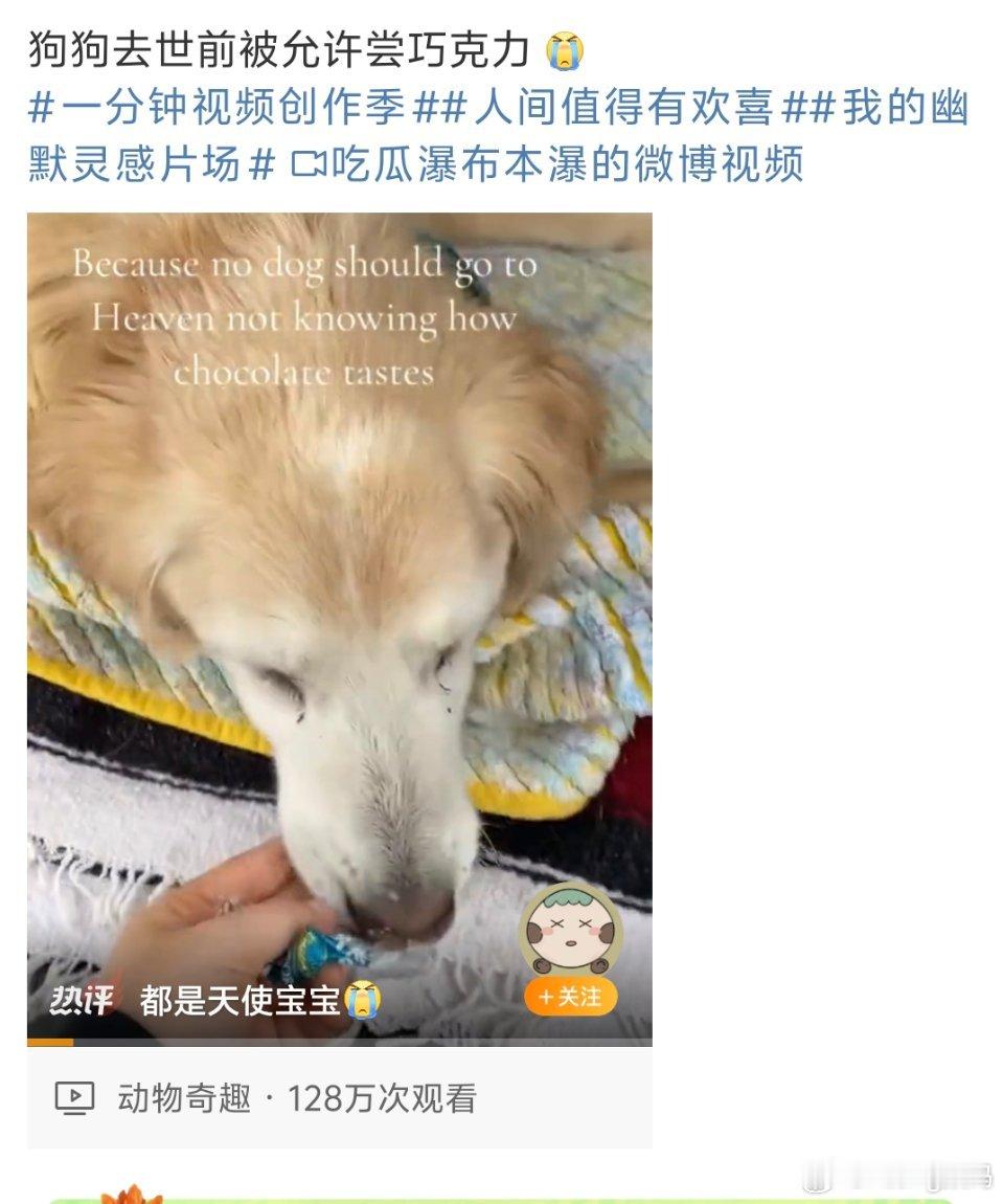狗狗去世前被允许尝巧克力小狗终于尝到了一直好奇的味道可是再也不能继续陪你了…​
