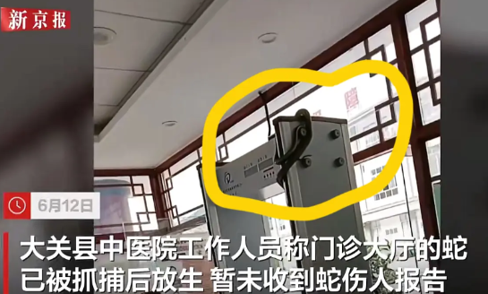 太惊险，这条蛇胆子太大了，竟然爬上医院安检门上乘凉，现场图曝光，真的太吓人了！