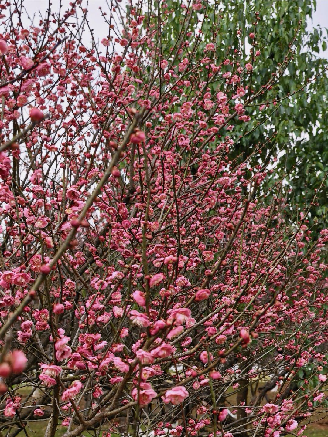 开屏惊喜，被刘亦菲美到！以新春梅花祝仙粉和仙仙宝贝新年快乐刘亦菲