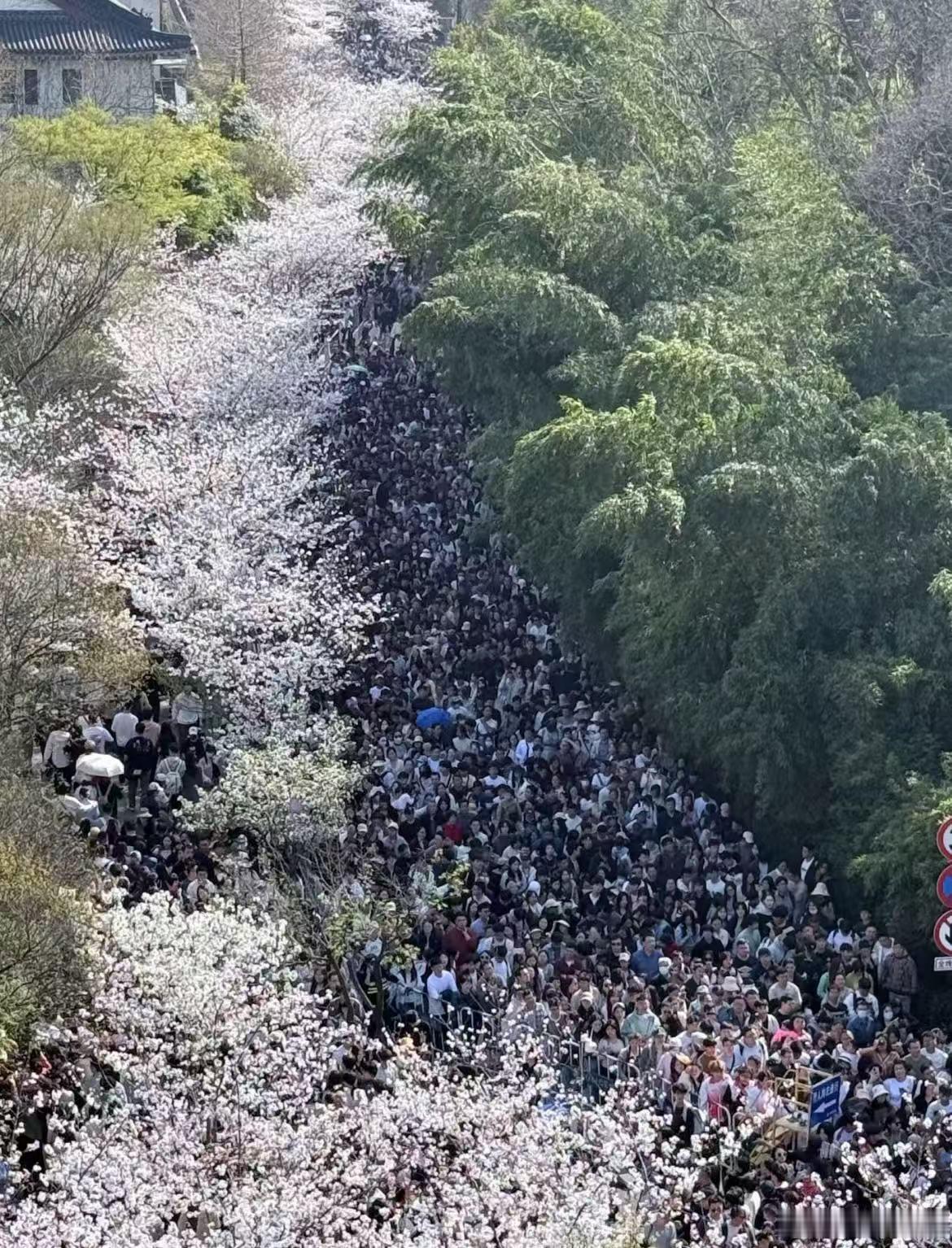 南京鸡鸣寺樱花树下人比花多南京鸡鸣寺，玄武湖，音乐台已“沦陷”…天呐，现在不应该