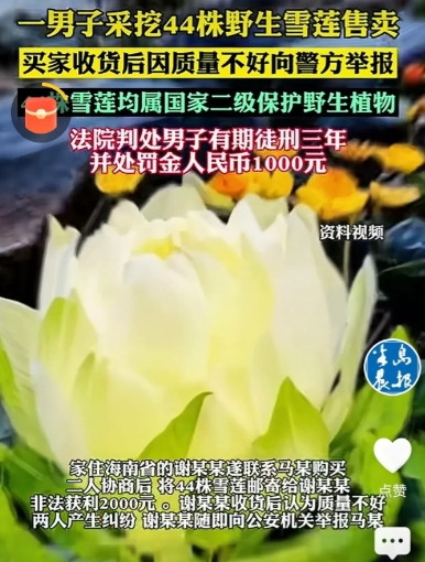 “长记性了！”新疆，一男子上山采蘑菇，意外发现一片野生雪莲，他一口气把44株全给