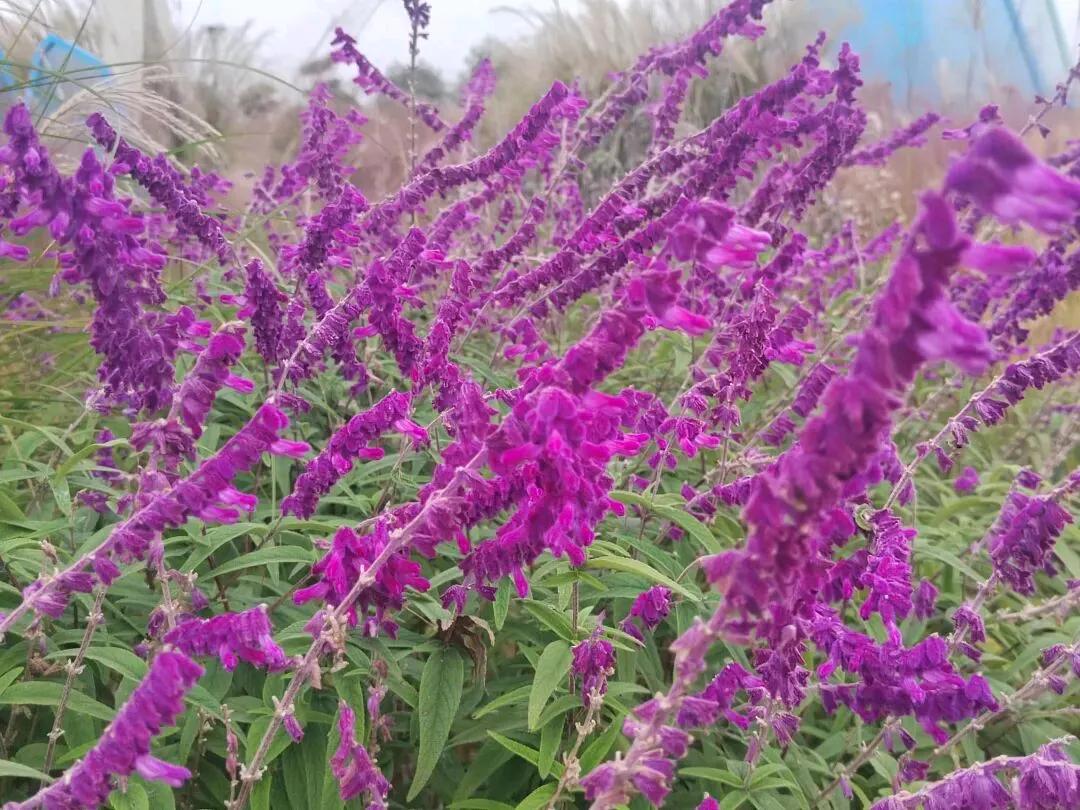 自助“偷甘蔗”？不得不说这老板是真聪明！这点子都能想的出来！近日，四川眉山的