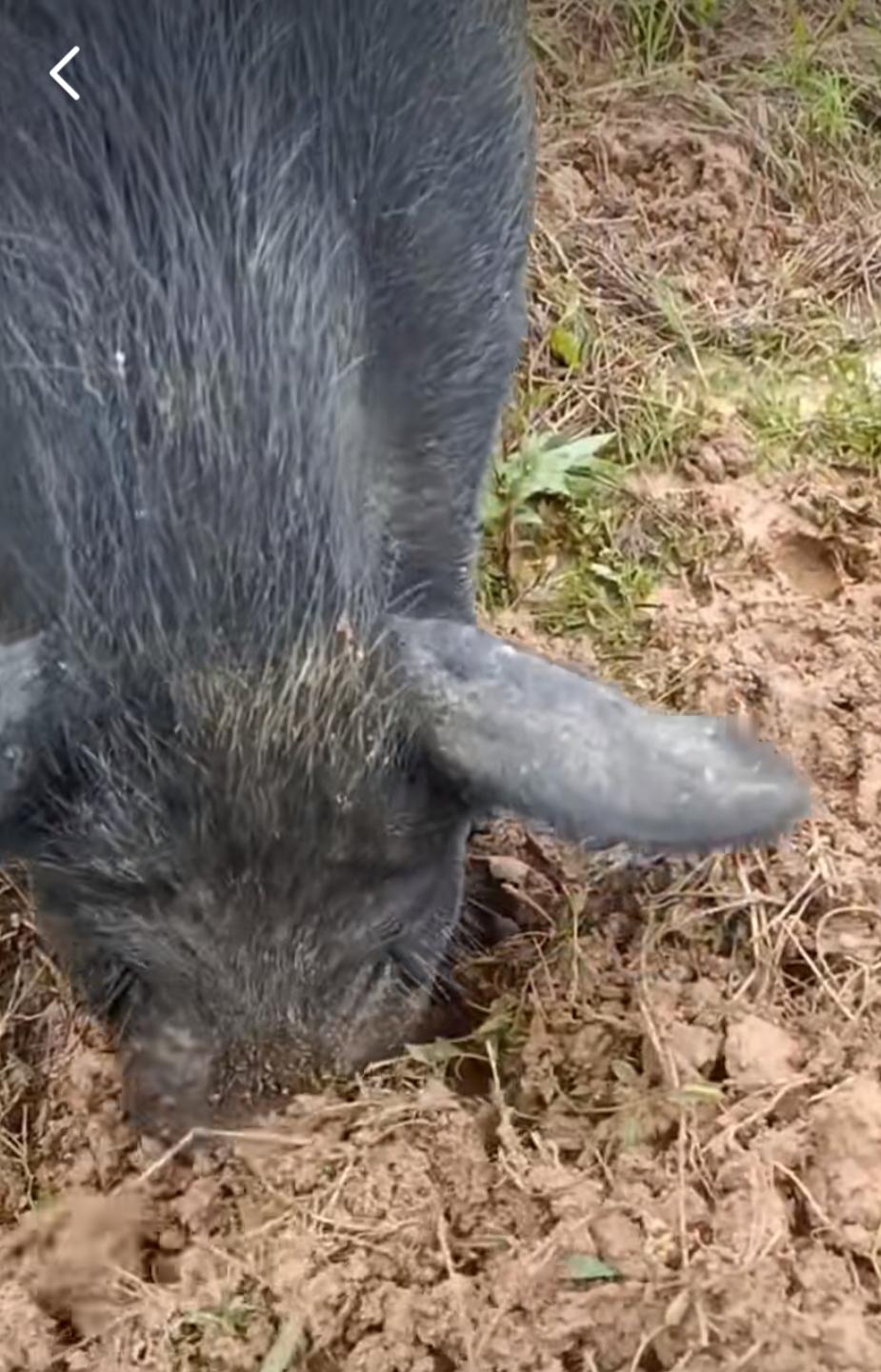 一举攻克世界性难题！内蒙古以猪治沙获成功，受到联合国专家的肯定。一、原理与