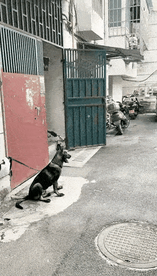 别说狗看了吓跑了，人看了也的跑。啥玩意啊！