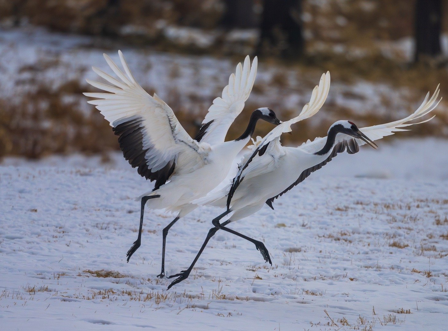 接下来一段时间，会把节奏交给清晨的光、冬日的风和飘落的雪拍摄哪些熟悉又陌生的生命