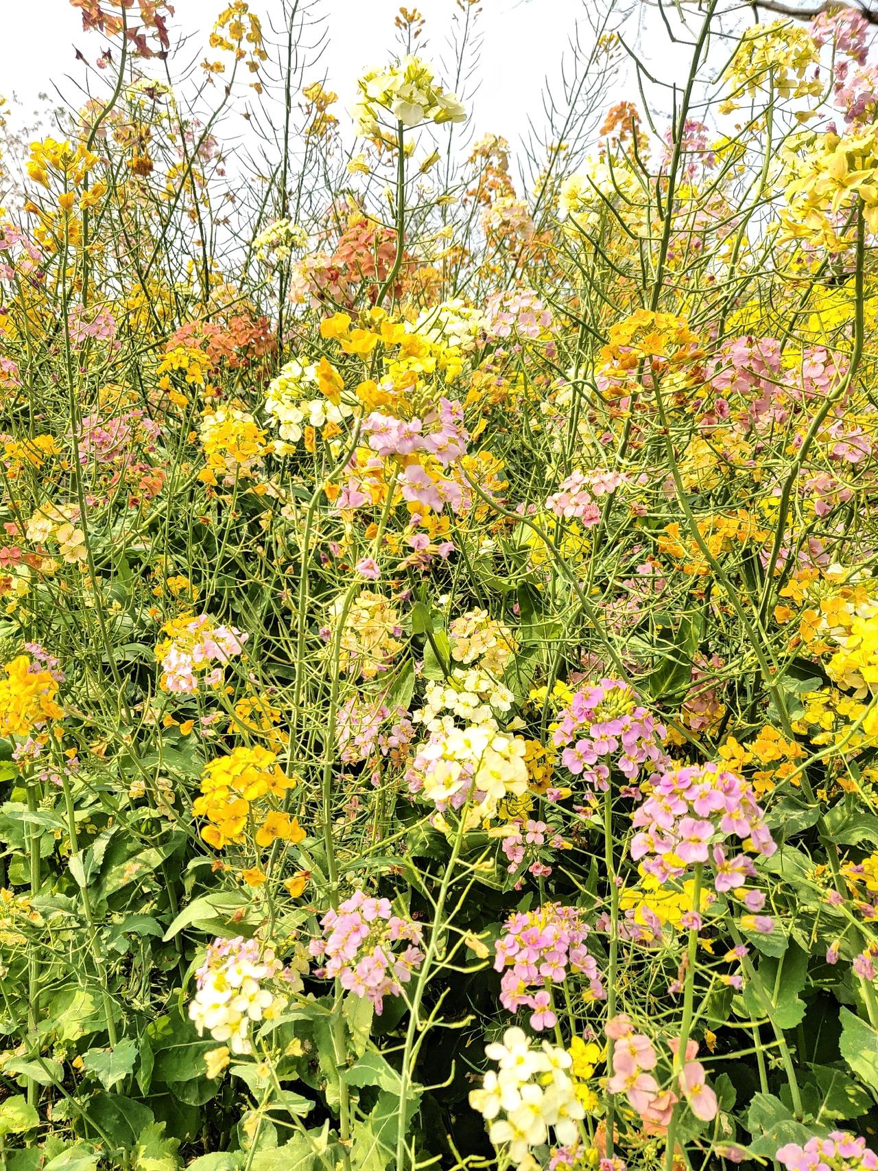 今天去白马公园转了转，看看传说中的彩色油菜花，油菜花看到了，颜色有白粉橙赭黄等等