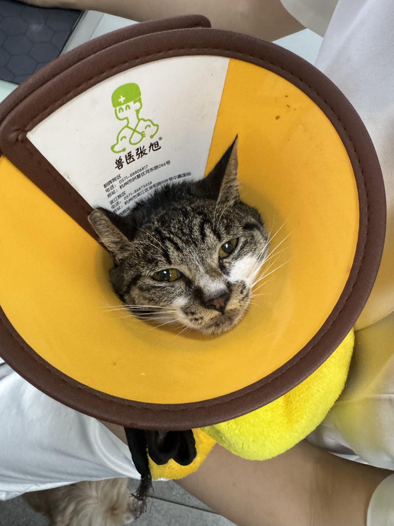 被姐姐强制爱的小猫咪，好委屈