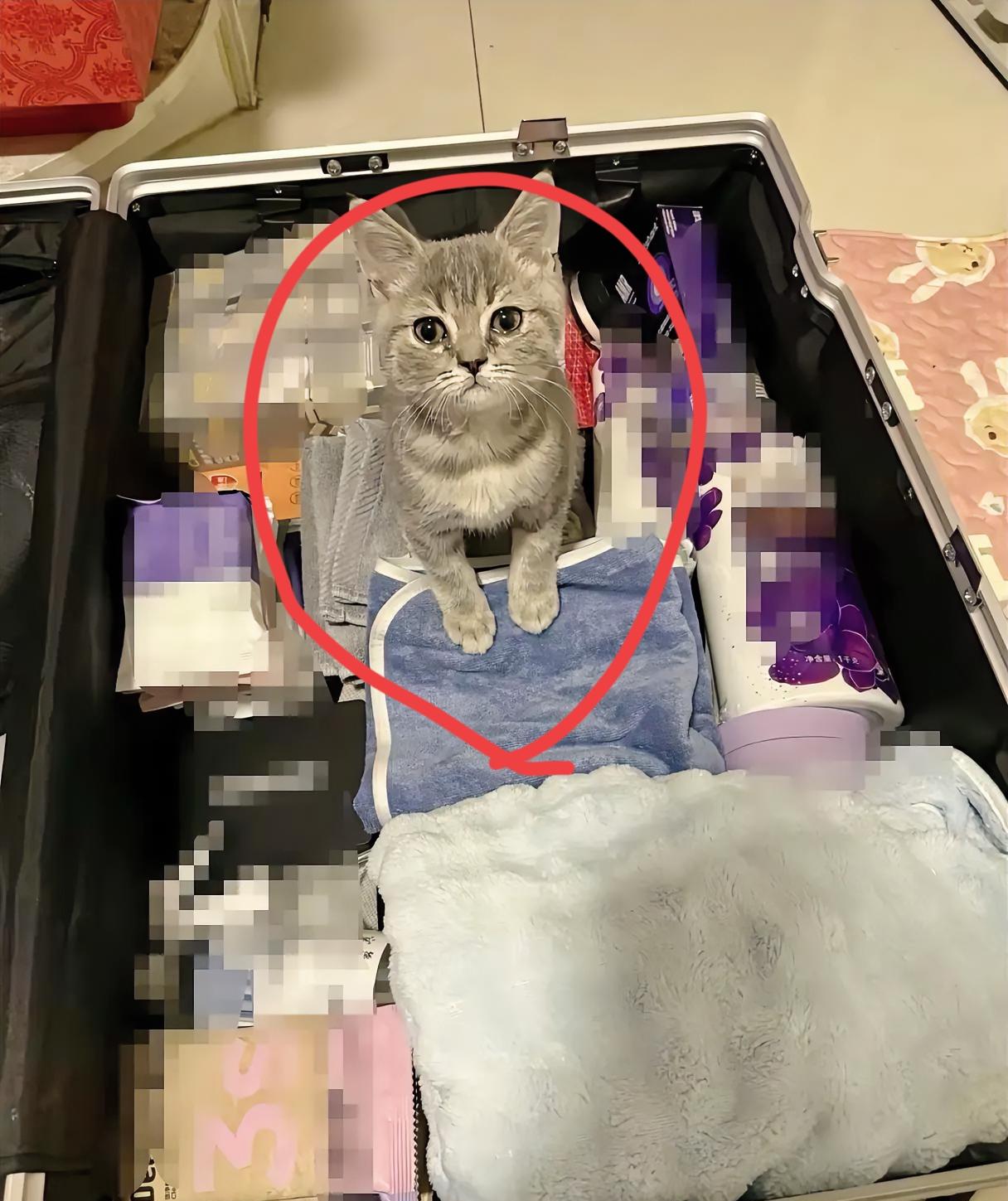 科学都无法解释了！这小猫简直成精了吧！我闺蜜前段时间要去外地工作，在小区喂了一只