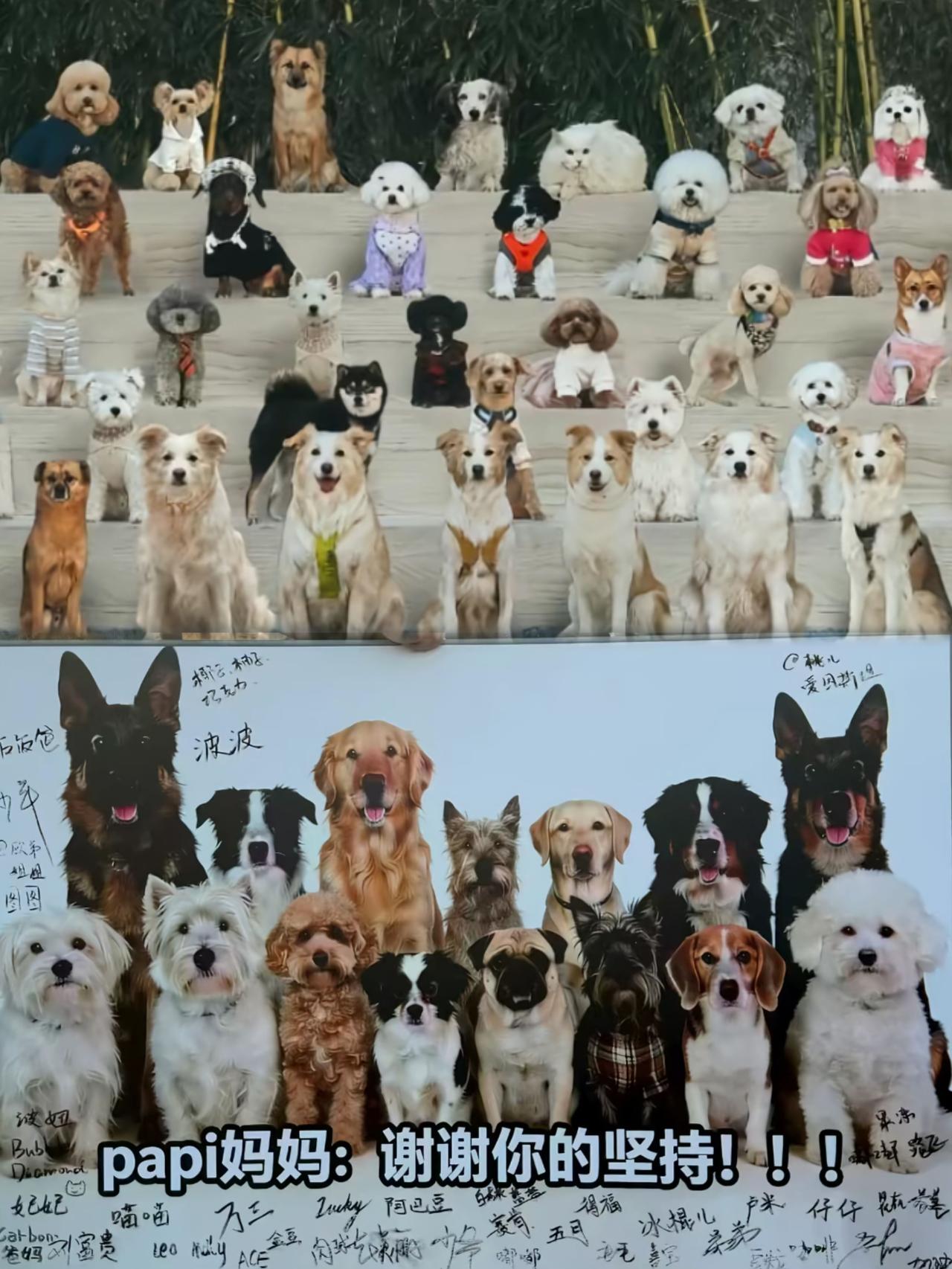 北京投毒那事儿判了，看见那一帮养狗的在欢呼雀跃，喊着正义必胜。说实话，我看着