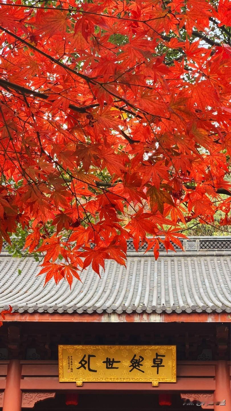 红黄警告:西湖的秋天(11月下旬至12月中旬)1，永福寺2，大佛寺遗址3，