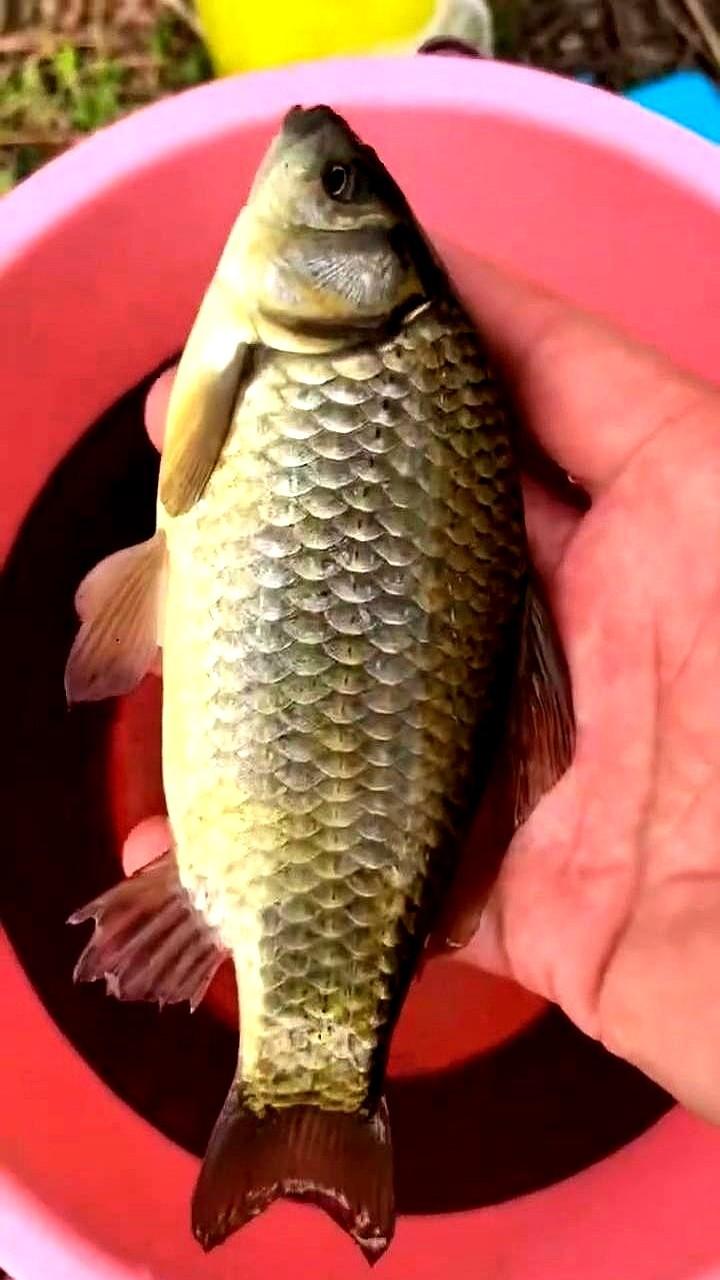 今天这趟野钓，真是值了！本来奔着鲫鱼去的，七星漂刚下水就动了，连着上了好几条