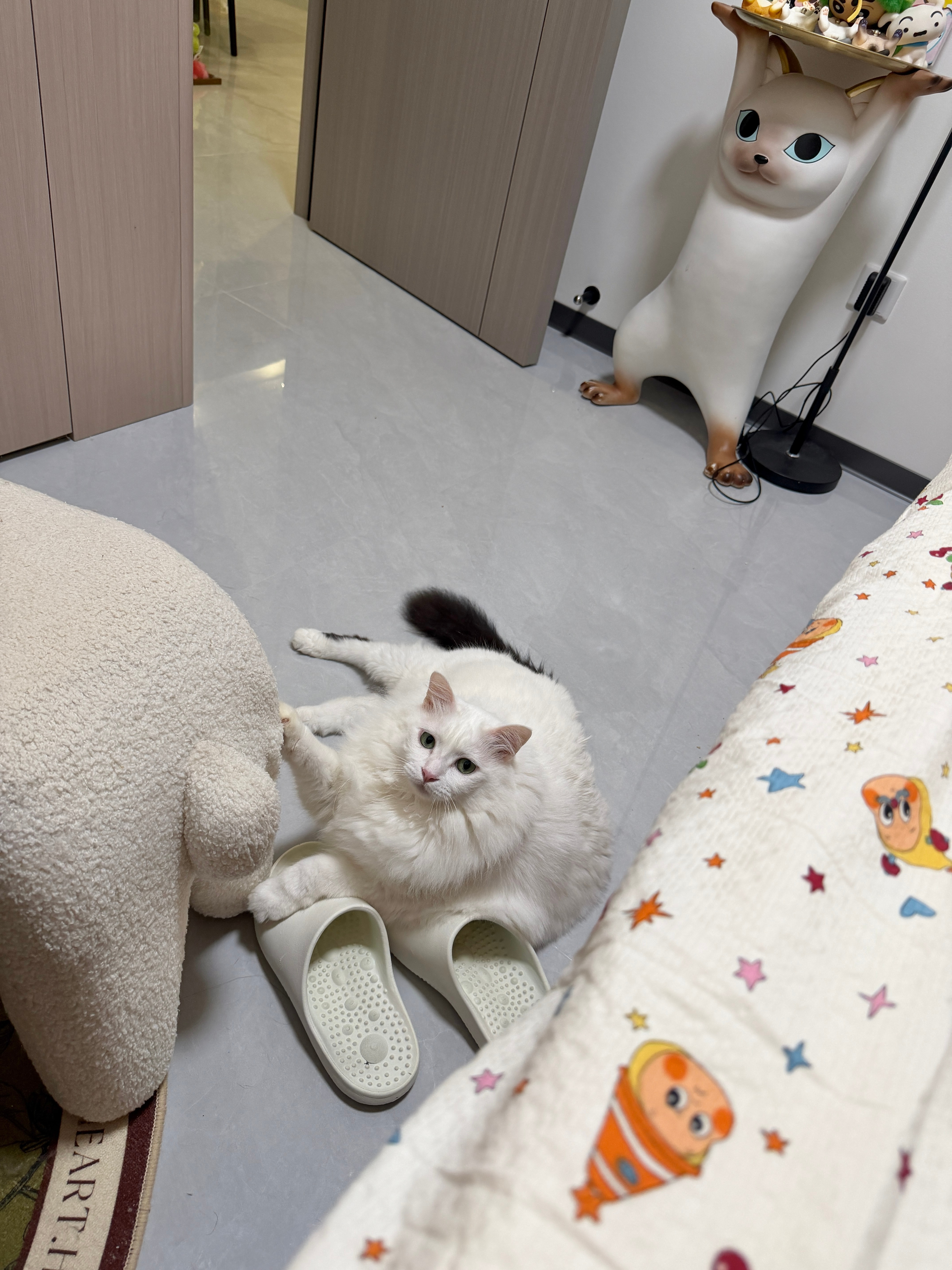 坏猫！偷偷抠我椅子咪包奇​​​