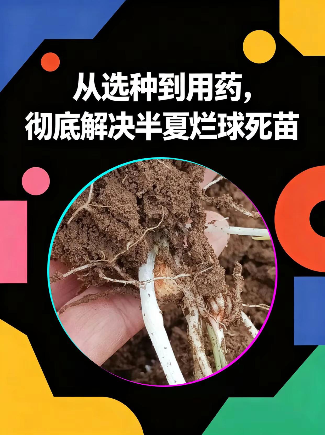 从选种到用药，彻底解决半夏烂球死苗。半夏种植烂球