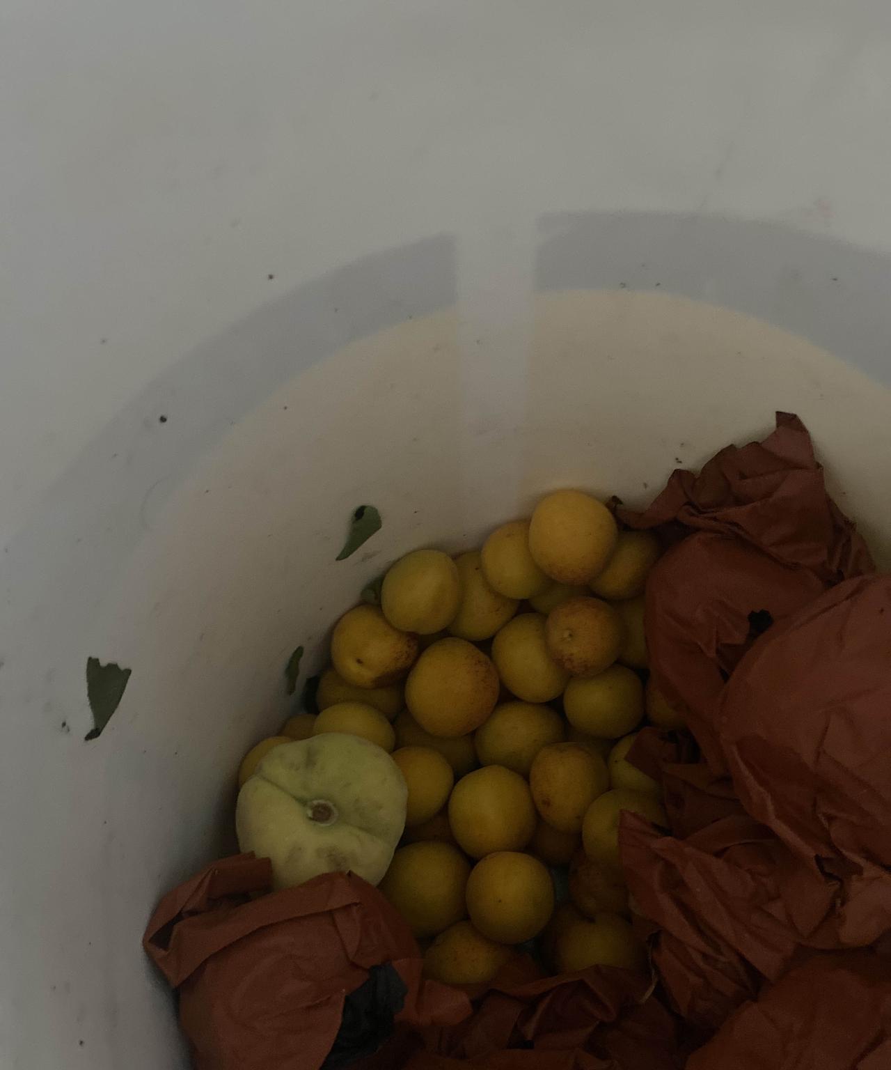 昨天亲家来了，送来一桶香杏和桃子，下午儿媳妇就带到单位分着吃了。亲家母在儿子