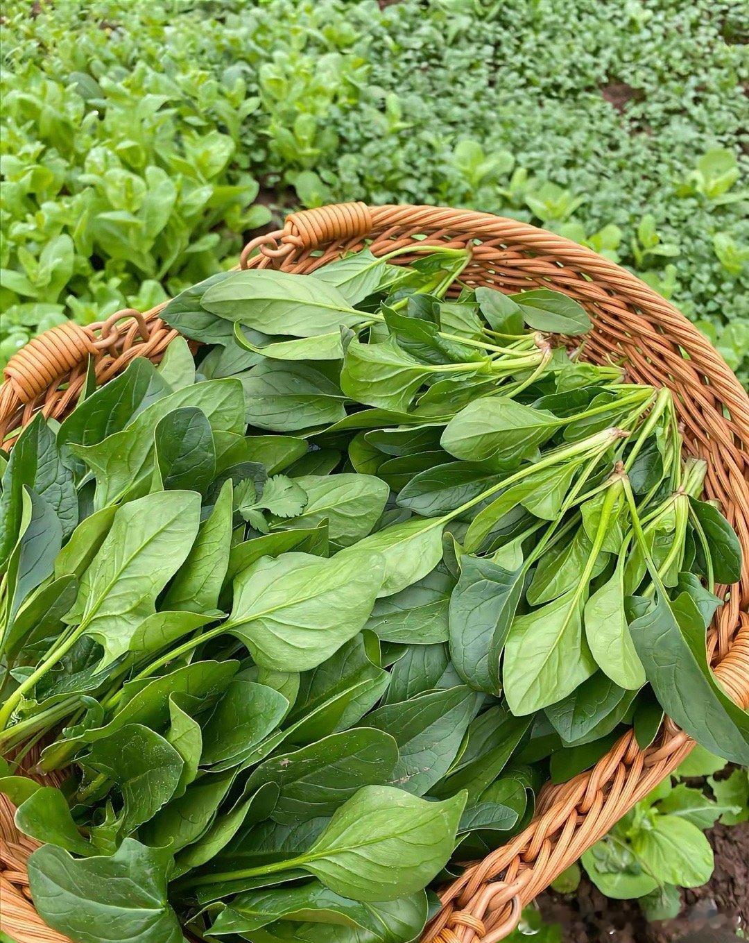 怀念农村的生活吗？谢谢绿色蔬菜🥬你们都认识吗？不知道有谁还不知道呢！