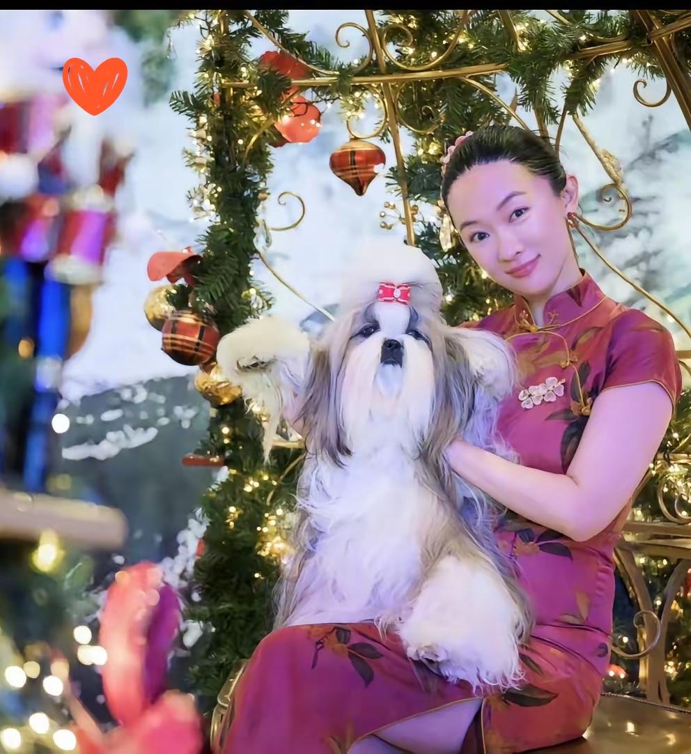 霍思燕这波操作才是真·温柔有力量！穿旗袍带中国西施犬冲出国门，在百年国际犬展拿