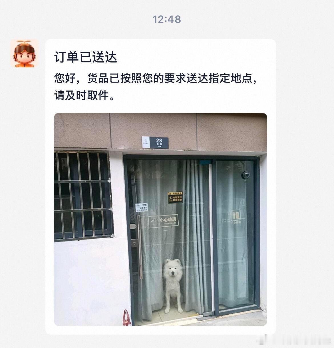 这个傻狗每次外卖员来就这样呆呆的看着