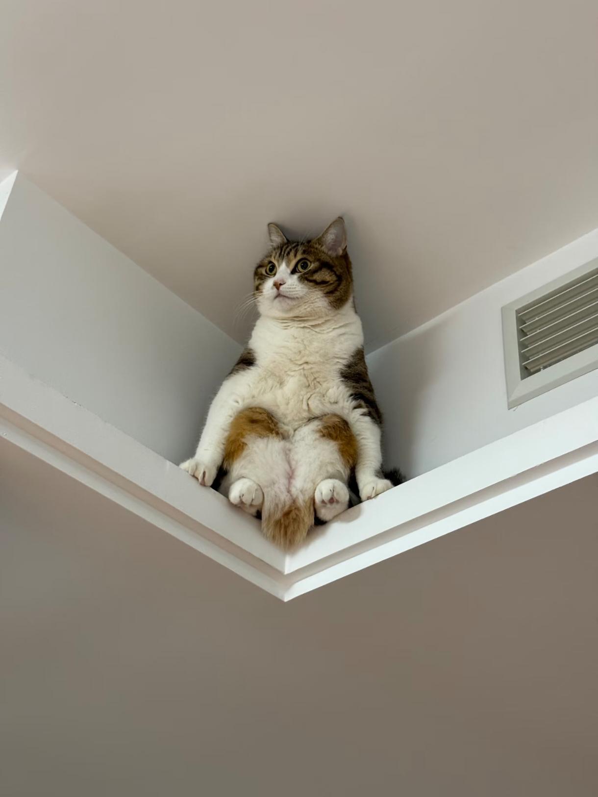 😒😒😒请问你家的猫🐱也会这样子吗？