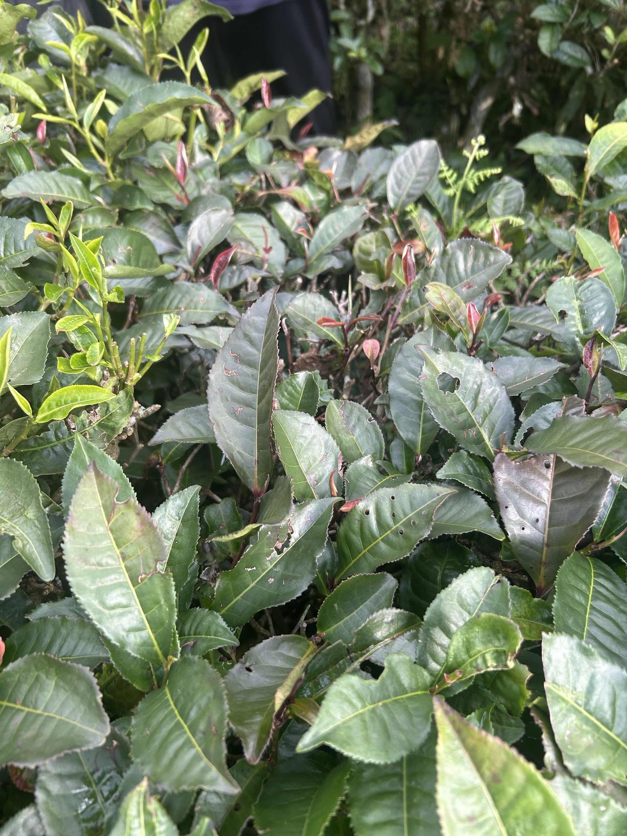 《雨后读书》一群麻雀在屋檐下跳来跳去吵来吵去，让人心烦直到一阵大雨过后