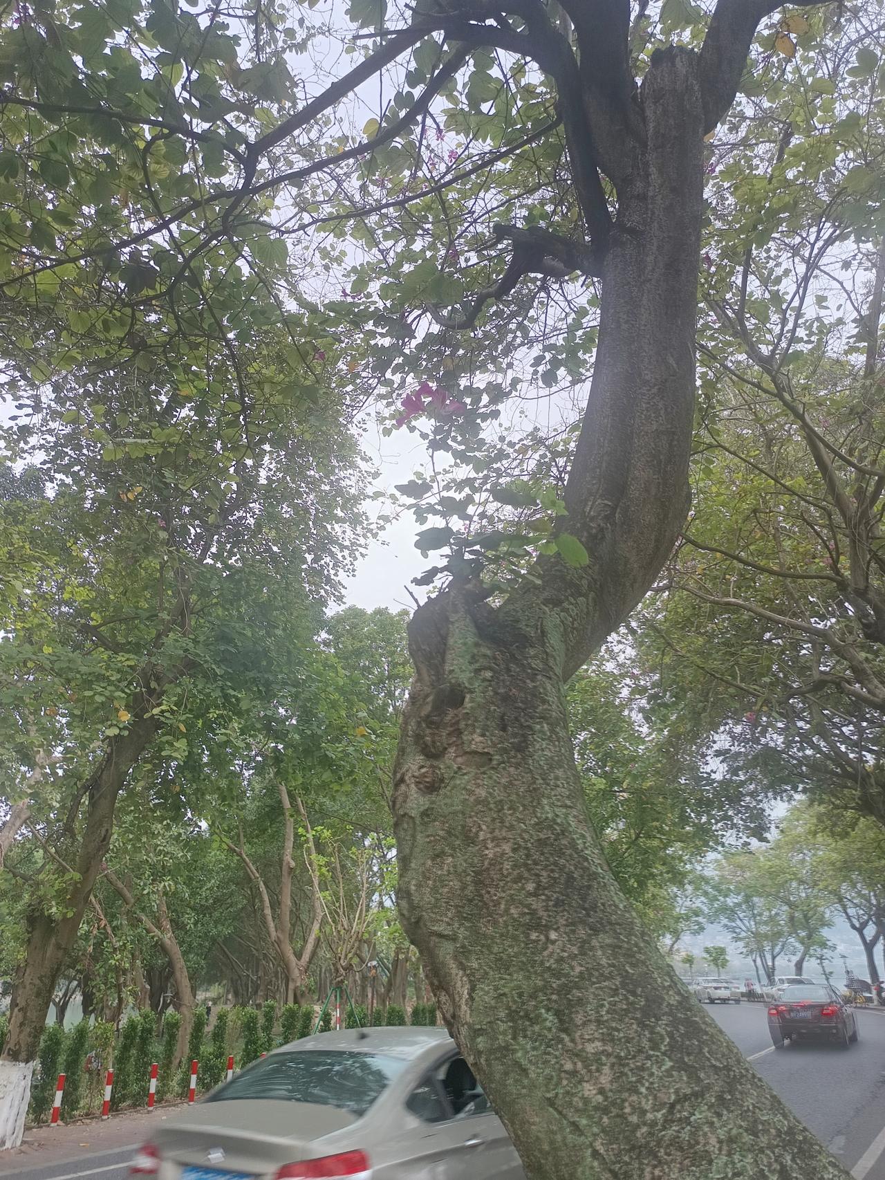 你敢相信吗？这个就是紫荆花它可以在树干上生长出来。现在的季节正是开花的时候