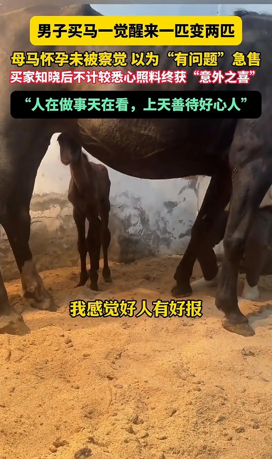 谁能想到?花一份钱买的“病马”,养着养着居然变成了两匹,山东淄博这位大哥的惊喜,