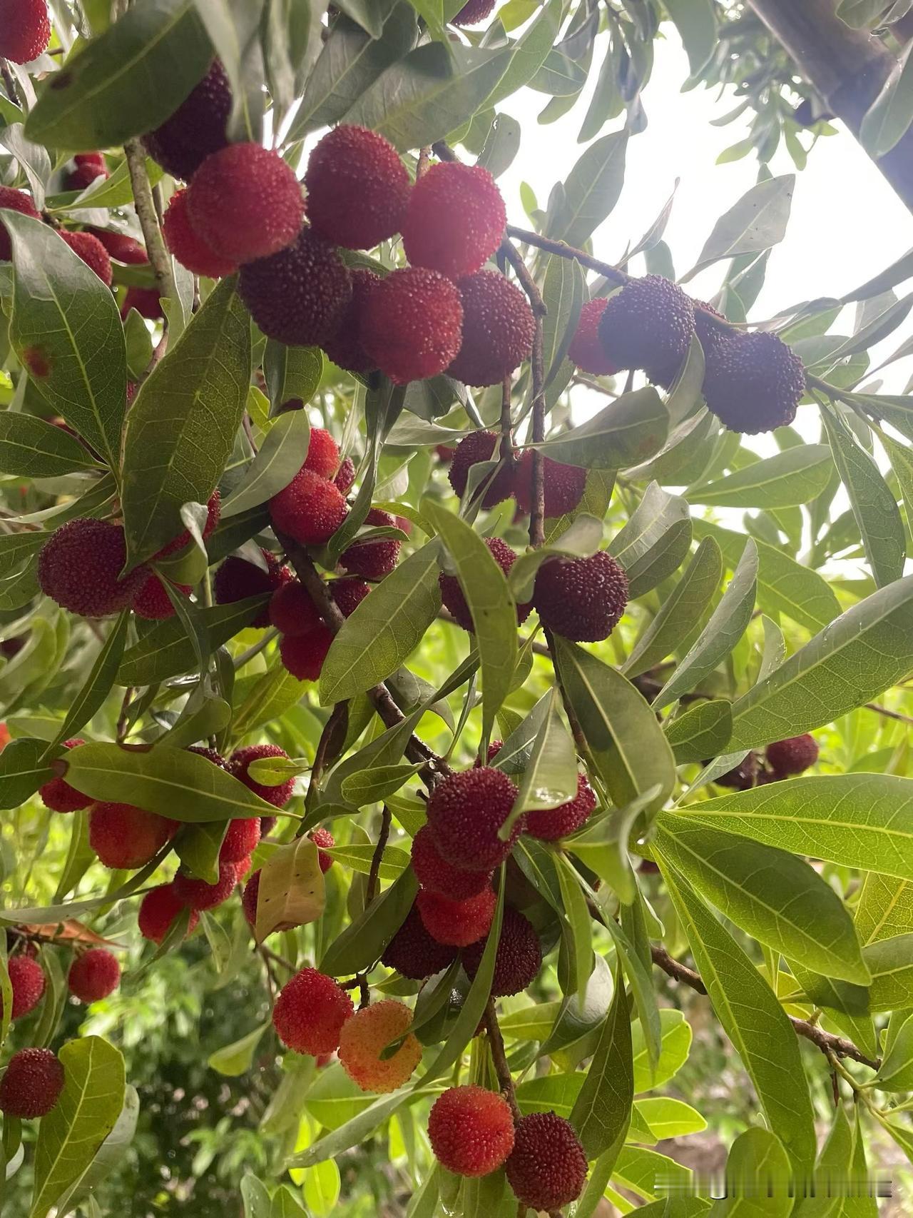 杨梅酸酸甜甜，我们村，没有人种杨梅，但是山上很多杨梅，很多人采摘回来酿酒，这个村