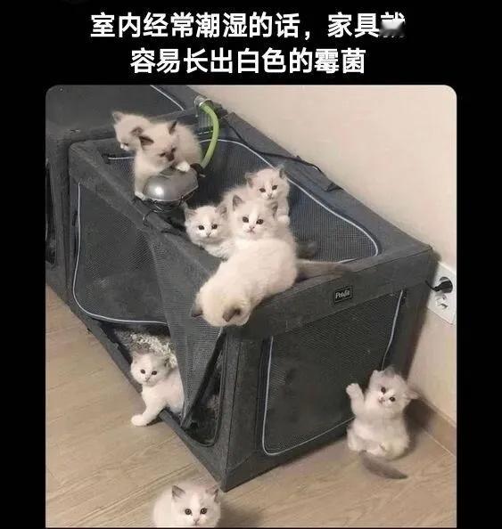 一直下雨，家具都长猫了猫meme​​​