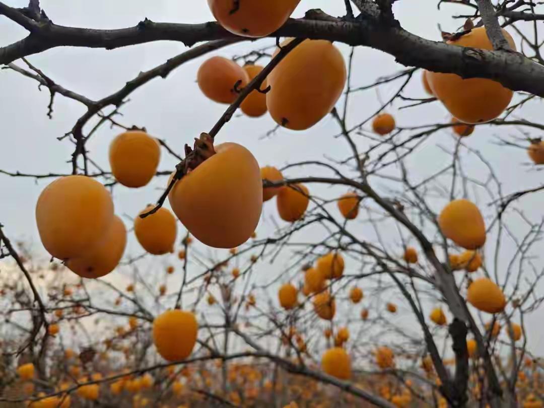 青岛崂山隐藏的秋日童话！沙子口这片柿子林红透朋友圈，游客的举动暖化整座城深秋