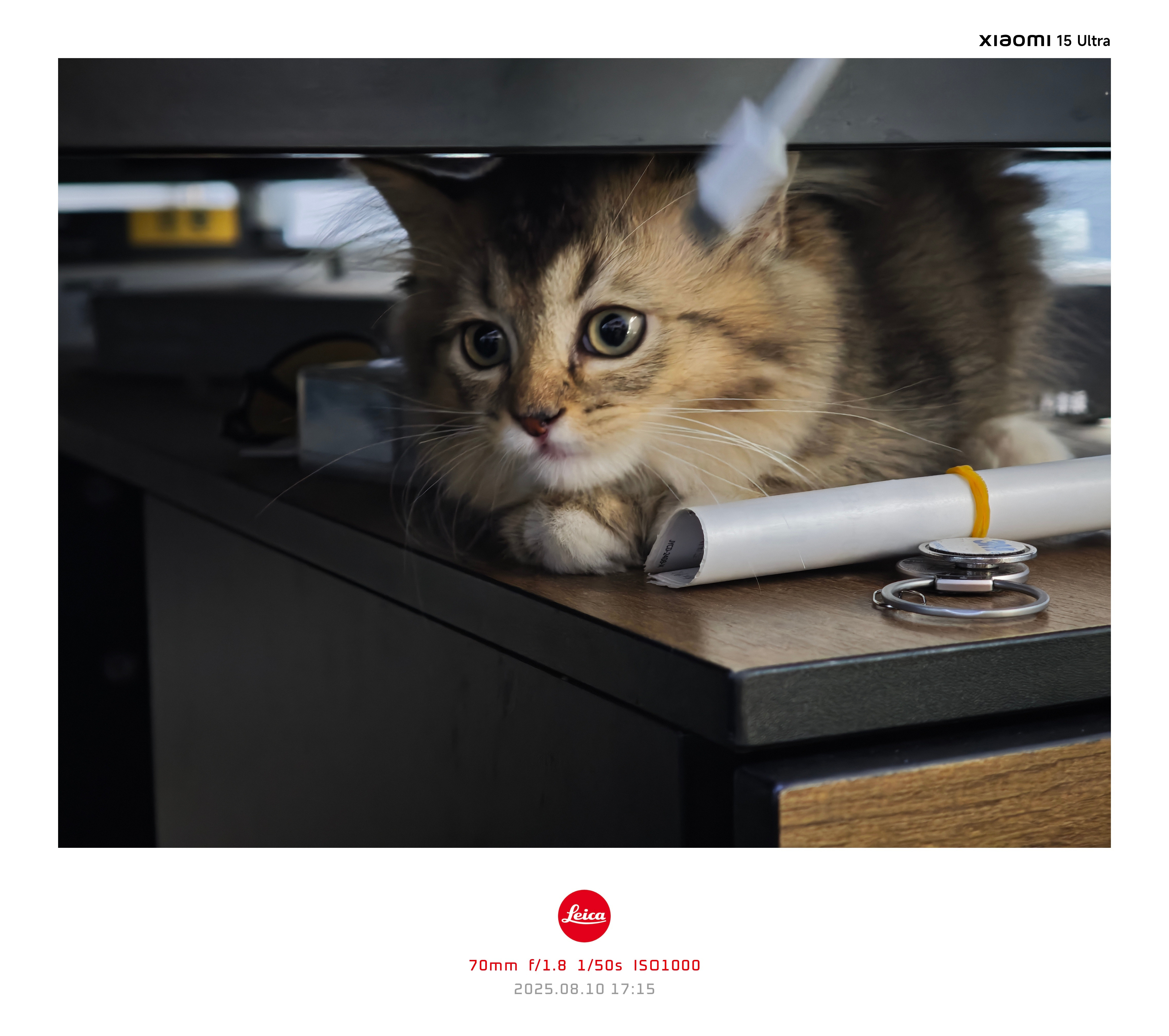想养只猫，太可爱了，同事说这只猫800元​​​