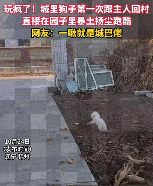 万物皆有灵性！辽宁，城里狗子第一次跟主人回农村，一开始还以为它会不适应。可万万没
