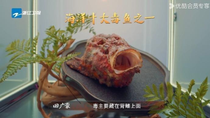 鱼没想到进化成这样还会被人类吃石头鱼估计要怀疑鱼生了！背鳍带毒长得像块海底礁石，