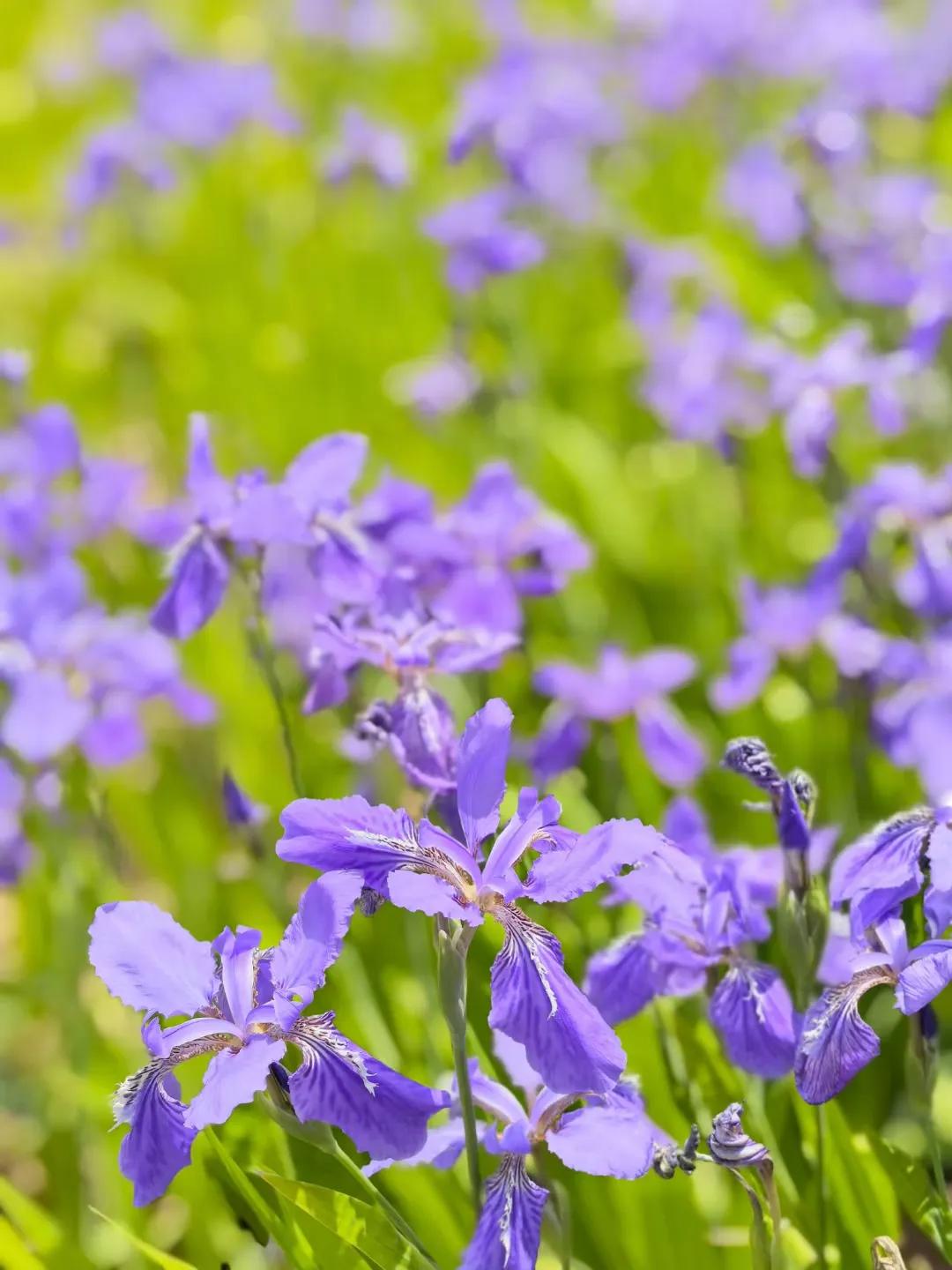 梦幻紫色花海，绽放春日美好！🌸💜
