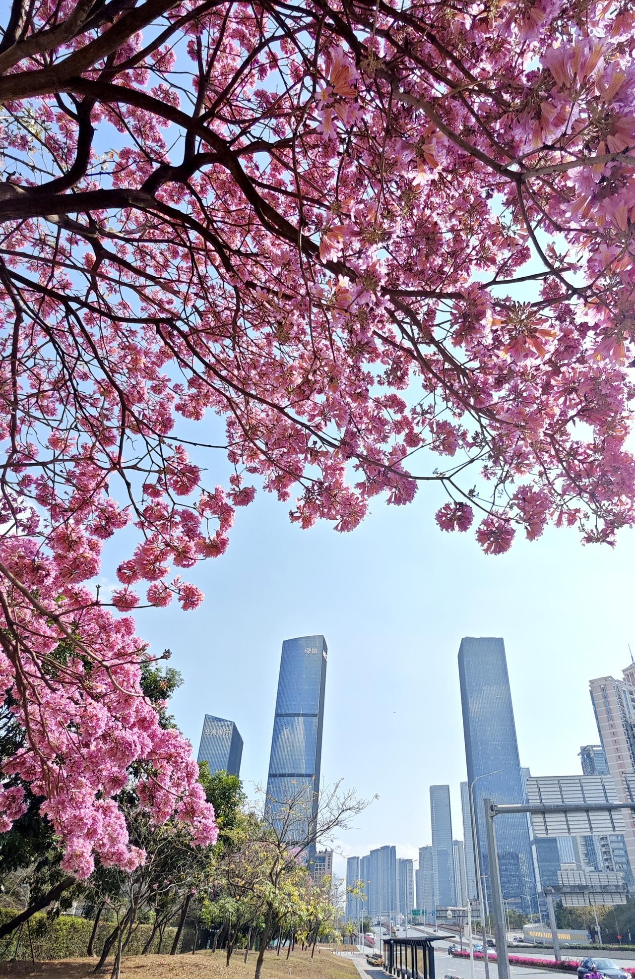 明天正式上课了，后面就没多少机会跟大家分享风景了，但会给大家继续分享数学相关知识