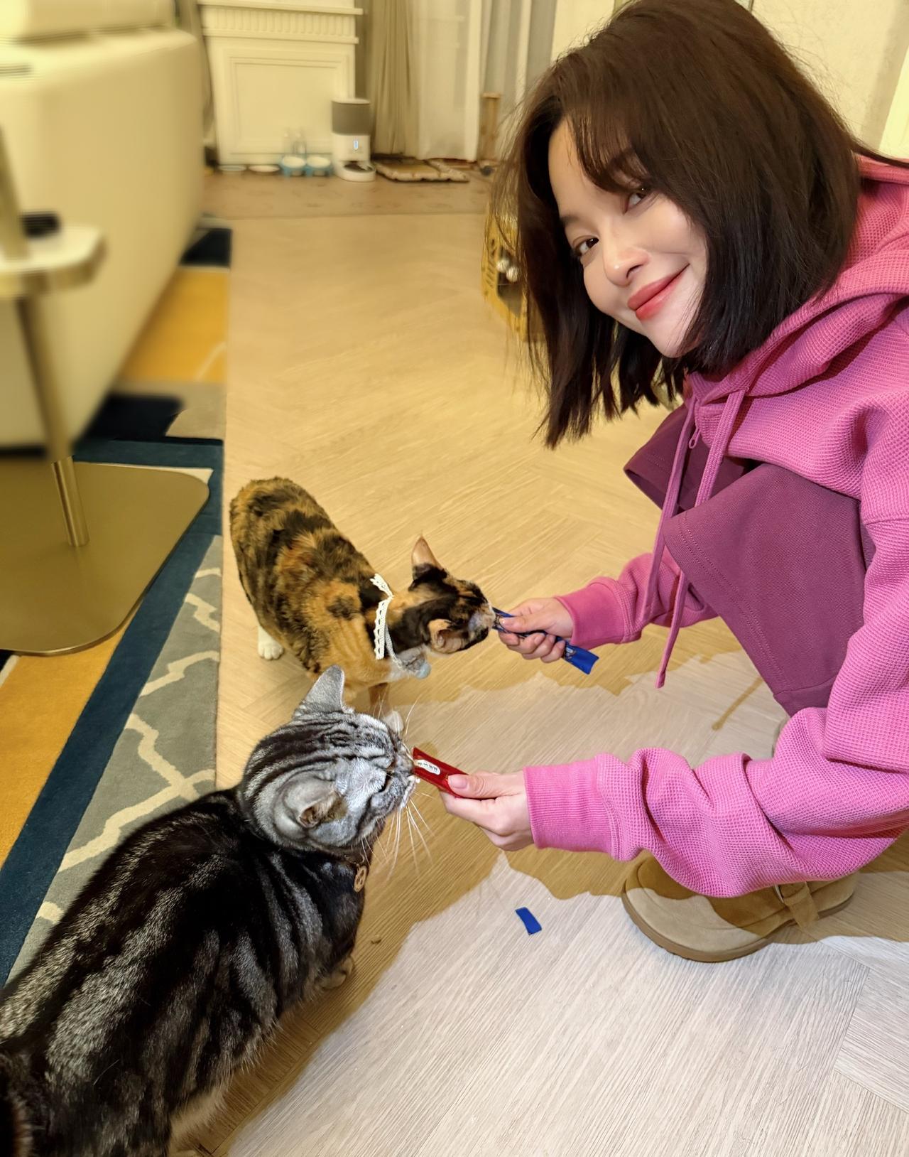 辛芷蕾养的猫是什么品种样子好可爱，毛色好美让人看了爱不释手……猫可爱，人