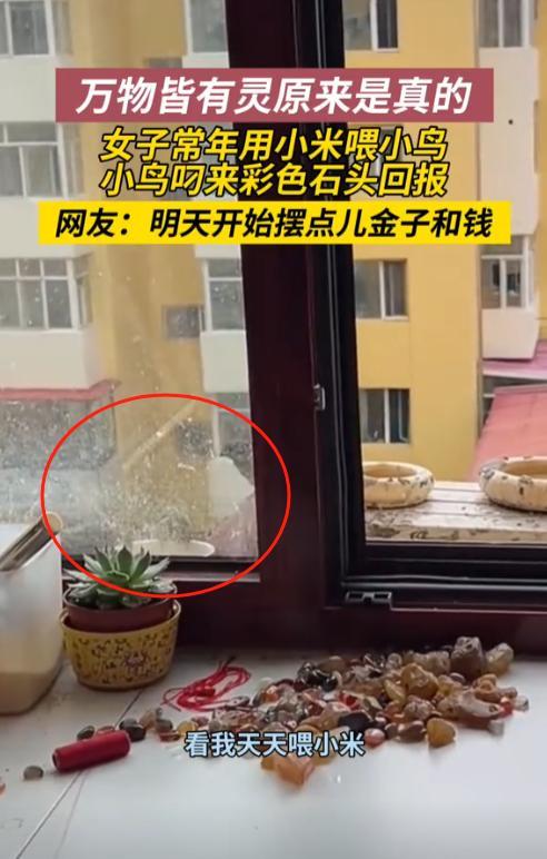 “万物皆有灵！”黑龙江，女子常年用小米喂小鸟。突然，小鸟叼来彩色石头放她家桌上。