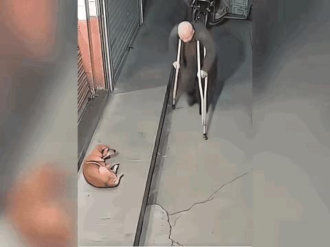 路边大爷慢悠悠靠近一只睡觉的黄狗，突然身子一歪装摔倒，下一秒抡起拐杖就砸，狗被吓