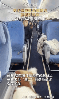 在一架哈尔滨飞往北京的客机上，一只重达80公斤的圣伯纳犬，出现在机舱里。它的脖子