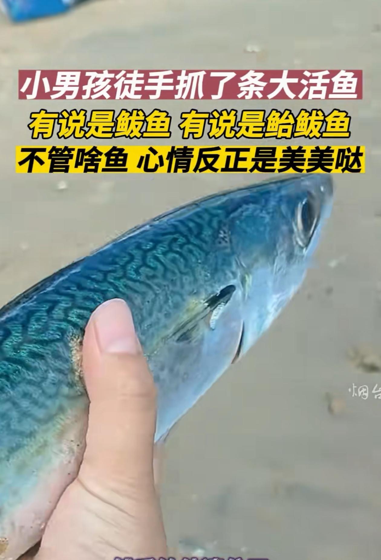 这是啥鱼？山东威海，小男孩和家人去赶海，徒手抓到一条大鱼，孩子挺高兴，家长却犯了
