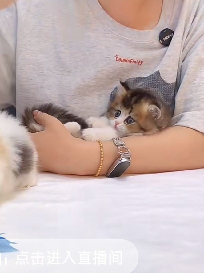 白天看卖猫晚上看卖兔子我的一天就这样又结束了